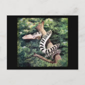 Piano Snake Briefkaart (Voorkant)