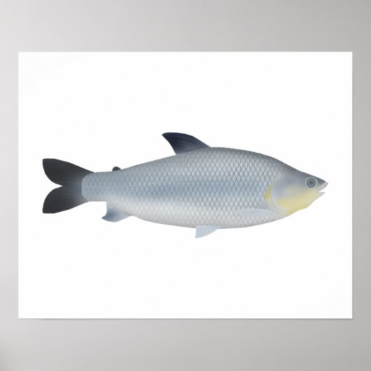 Piauçu Poster (Voorkant)