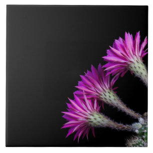 Piazza roze cactus bloeit van alle kanten tegeltje