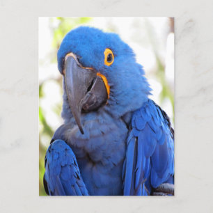 Pic of a Blue and Gold Macaw Briefkaart