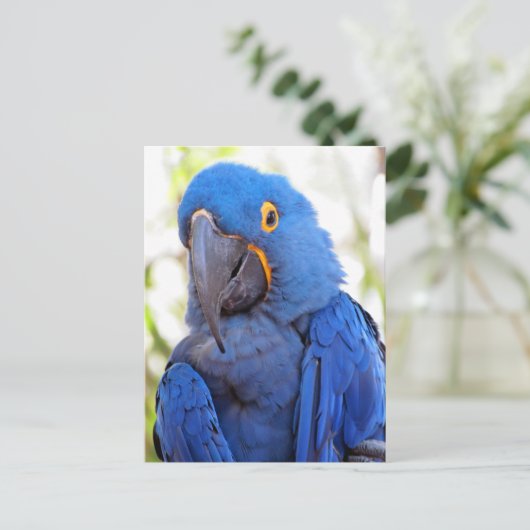 Pic of a Blue and Gold Macaw Briefkaart (Staand voorkant)