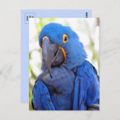 Pic of a Blue and Gold Macaw Briefkaart (Voorkant / Achterkant)