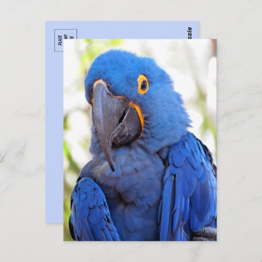 Pic of a Blue and Gold Macaw Briefkaart (Voorkant / Achterkant)
