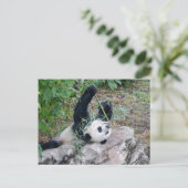 Pic of a Giant Panda Briefkaart (Staand voorkant)