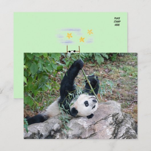 Pic of a Giant Panda Briefkaart (Voorkant / Achterkant)