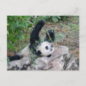 Pic of a Giant Panda Briefkaart (Voorkant)