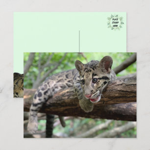 Pic of Clouded Leopard Cub Briefkaart