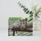 Pic of Clouded Leopard Cub Briefkaart (Staand voorkant)