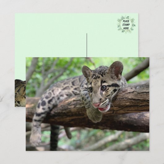 Pic of Clouded Leopard Cub Briefkaart (Voorkant / Achterkant)
