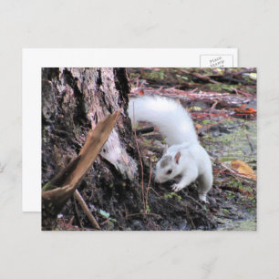 Pic of White Squirrel - Kissimmee Fl Briefkaart