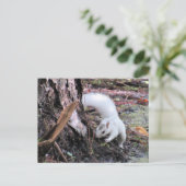 Pic of White Squirrel - Kissimmee Fl Briefkaart (Staand voorkant)