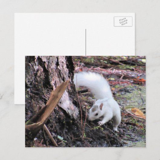 Pic of White Squirrel - Kissimmee Fl Briefkaart (Voorkant / Achterkant)