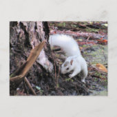 Pic of White Squirrel - Kissimmee Fl Briefkaart (Voorkant)