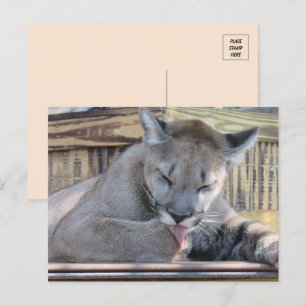 Pic van een 11 maanden oude Cougar Cub Pic Briefkaart
