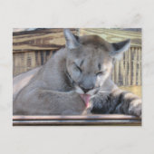 Pic van een 11 maanden oude Cougar Cub Pic Briefkaart (Voorkant)