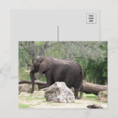 Pic van een Afrikaans olifant Briefkaart (Voorkant / Achterkant)