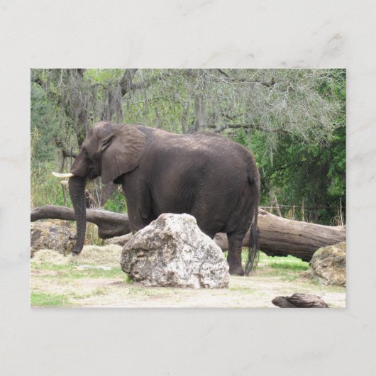 Pic van een Afrikaans olifant Briefkaart (Voorkant)