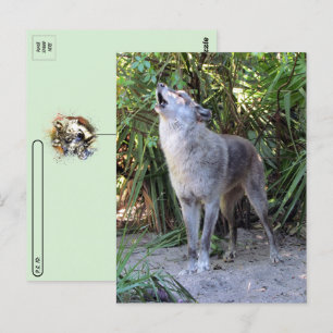 Pic van Howling Wolf Briefkaart