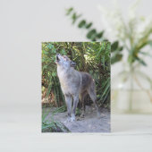 Pic van Howling Wolf Briefkaart (Staand voorkant)