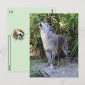 Pic van Howling Wolf Briefkaart (Voorkant / Achterkant)