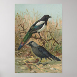 Pica pica, Lycus monedula Poster