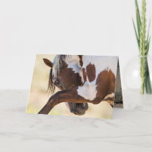 Picasso slaat wild paard Wenskaart