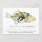Picasso Triggerfish Feestdagenkaart (Voorkant)