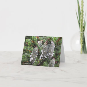 Picea rubens, rode sparren feestdagen kaart
