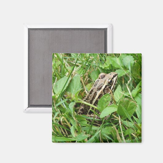 Pickerel Kikker Zit in Gras Magneet (Voorkant / Achterkant)
