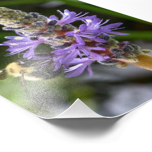 Pickerelweed en Bumblebee Foto Afdruk (Hoek)