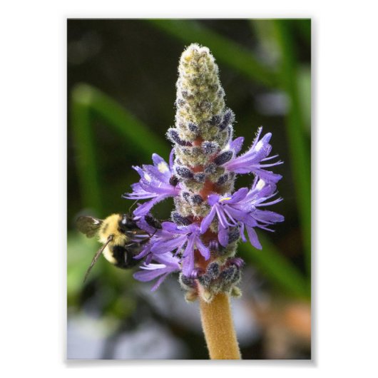 Pickerelweed en hommel foto afdruk (Voorkant)