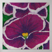 Picottee Pansy Poster (Voorkant)