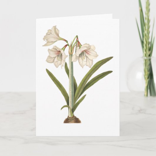 Picta van de amaryllis kaart (Voorkant)