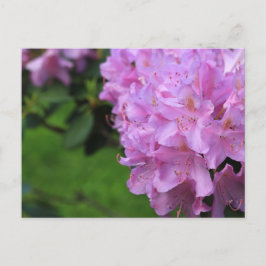 Picturesque Rhododendron Briefkaart