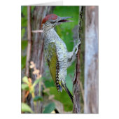 Picus viridis (Voorkant)
