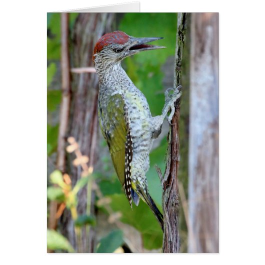 Picus viridis (Voorkant)