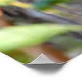 Picus viridis poster (Hoek)