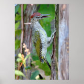Picus viridis poster (Voorkant)