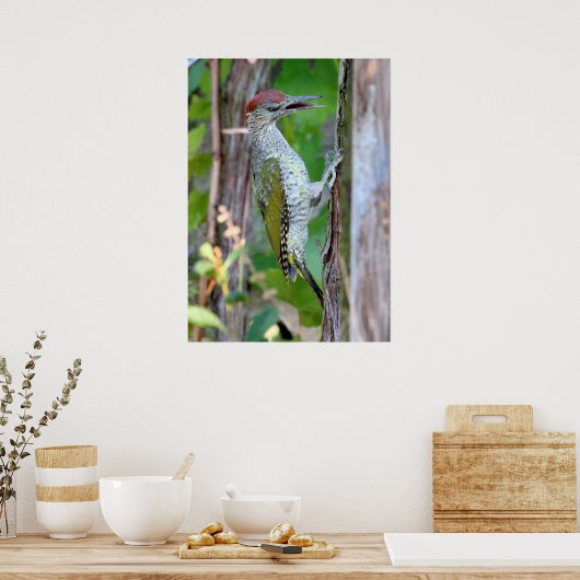Picus viridis poster (Keuken)