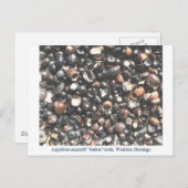 Pidotes die tandfossielen verbrijzelen briefkaart (Voorkant / Achterkant)