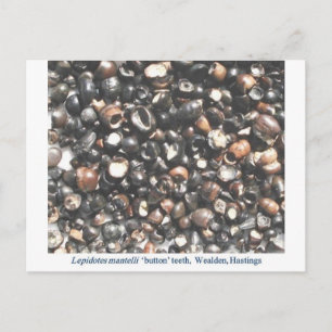 Pidotes die tandfossielen verbrijzelen briefkaart