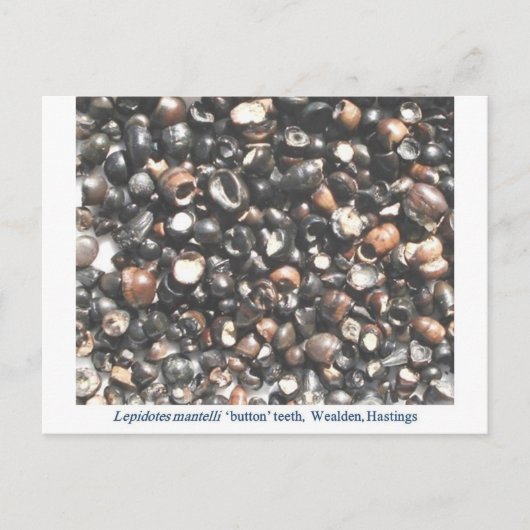 Pidotes die tandfossielen verbrijzelen briefkaart (Voorkant)
