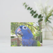 Pie de Parrot Briefkaart (Staand voorkant)