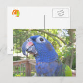Pie de Parrot Briefkaart (Voorkant / Achterkant)