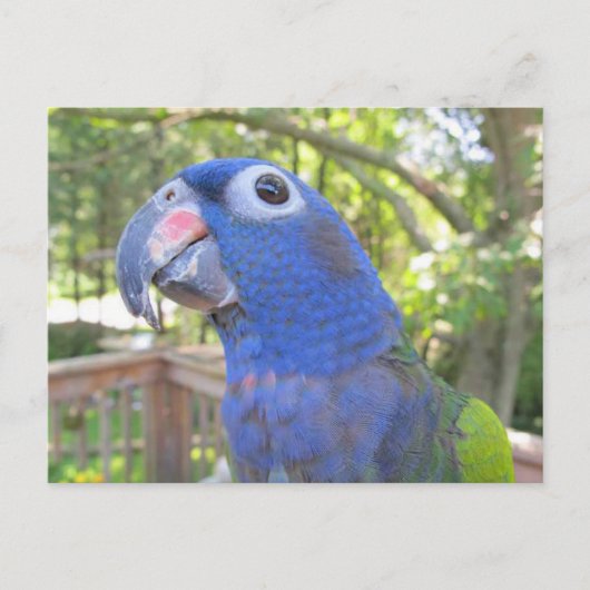 Pie de Parrot Briefkaart (Voorkant)