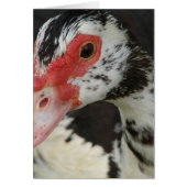 Pie zegt: "Hoi!" (Voorkant)