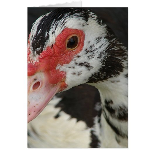 Pie zegt: "Hoi!" (Voorkant)