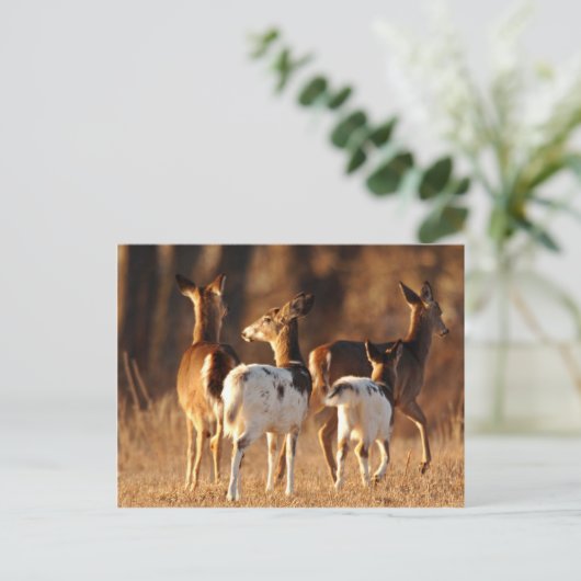 Piebald Briefkaart (Staand voorkant)