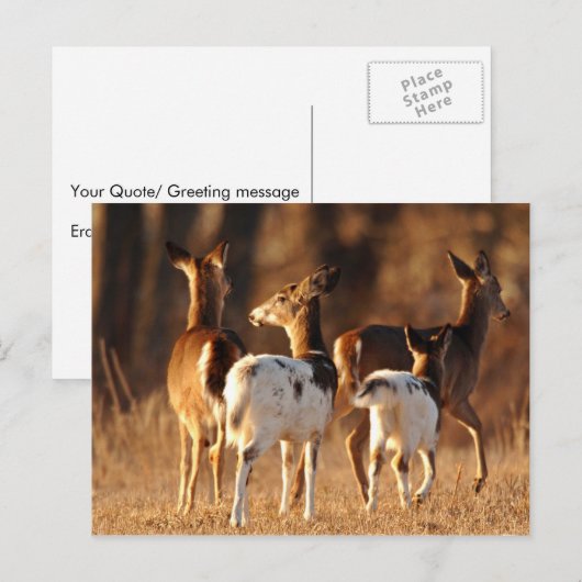 Piebald Briefkaart (Voorkant / Achterkant)