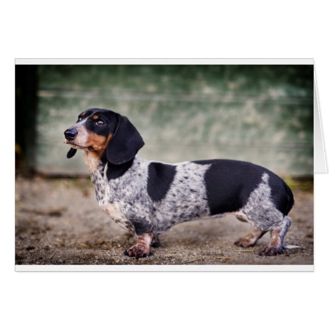 Piebald dachshund (Voorkant Horizontaal)